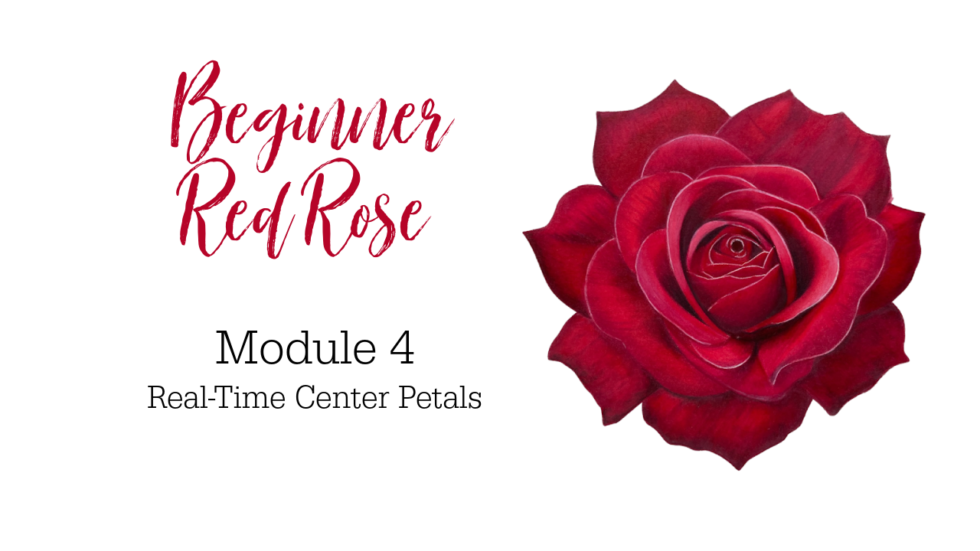 Colored Pencil Drawing Tutorial Beginner Red Rose - Jennifer Morrison Art