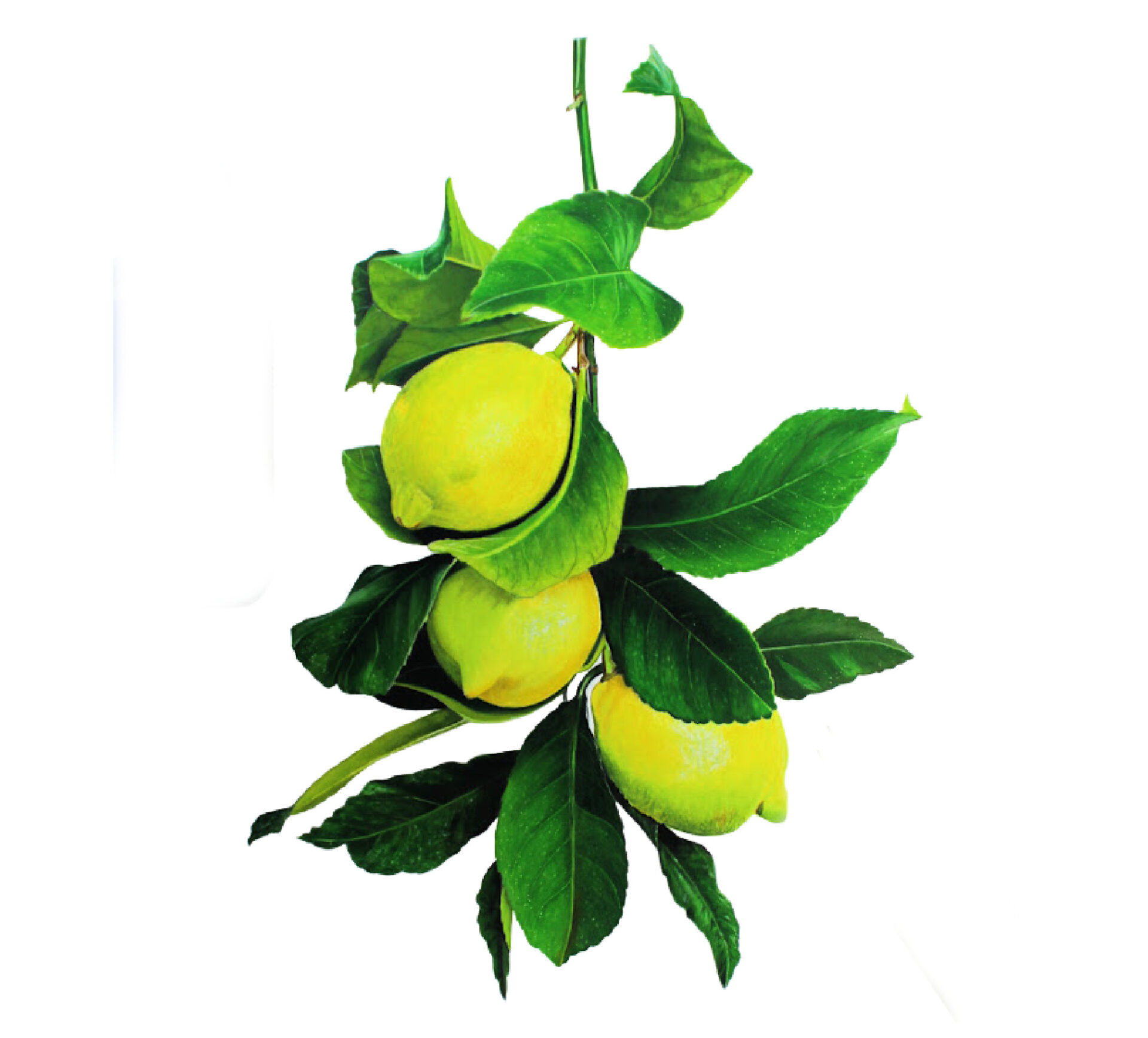 Link to Colored Pencil Drawing Tutorial Lemon Branch