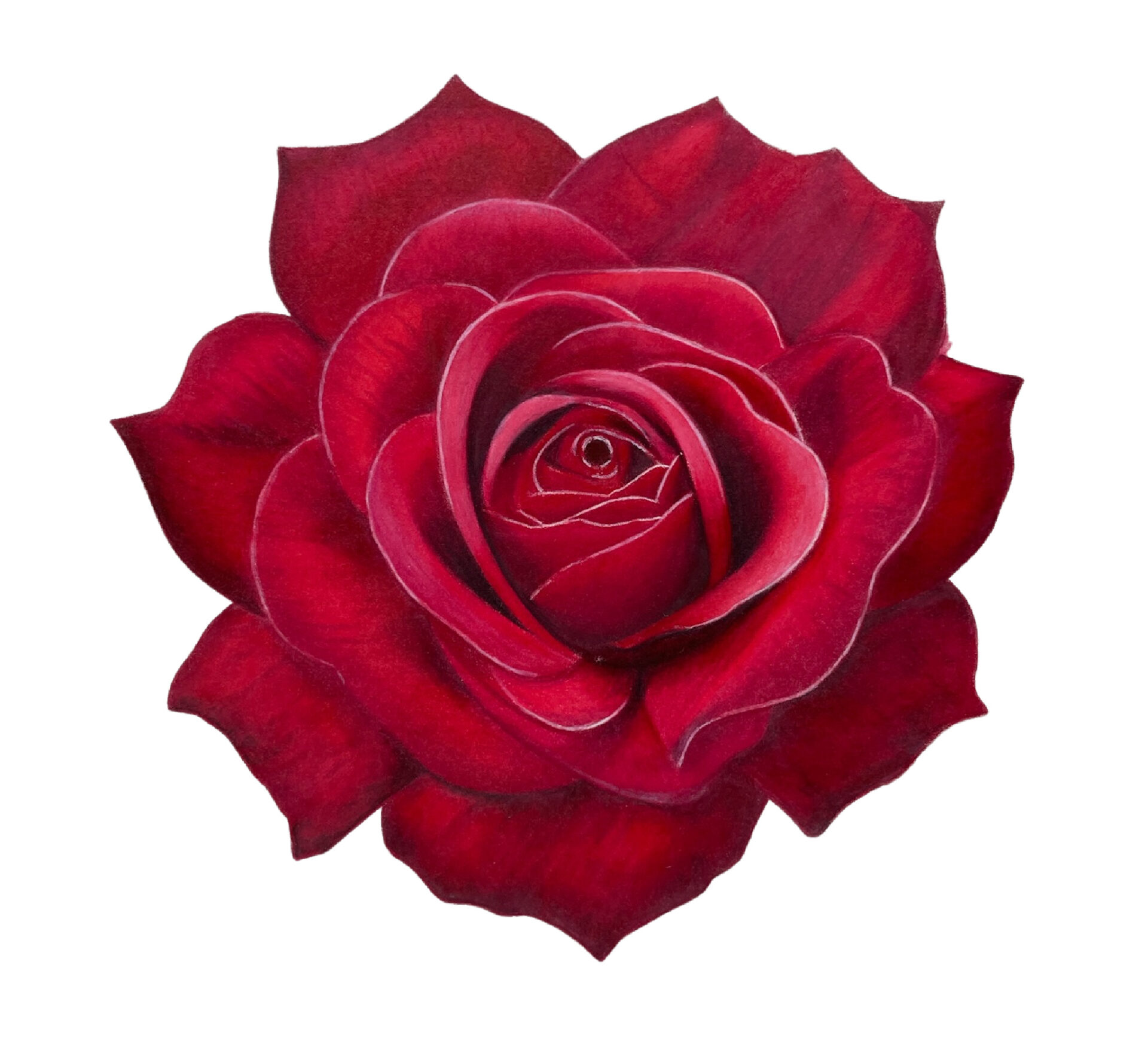 Link to Colored Pencil Drawing Tutorial Red Rose