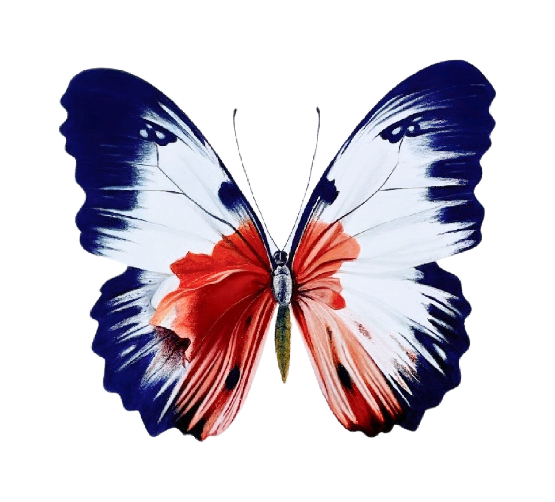 Link to Colored Pencil Drawing Tutorial  Blue and Orange Butterfly