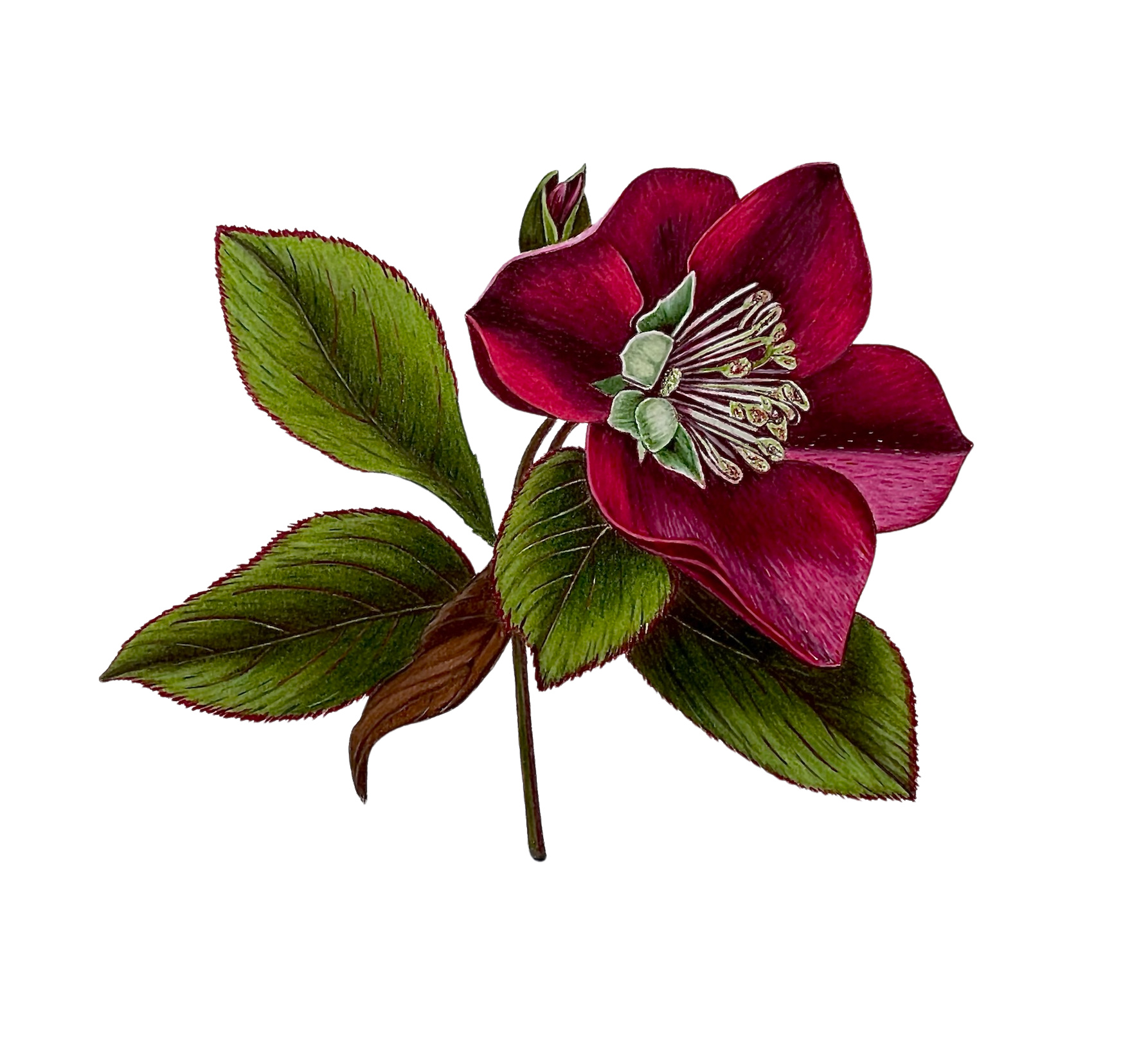 Colored Pencil Drawing of a Hellebore