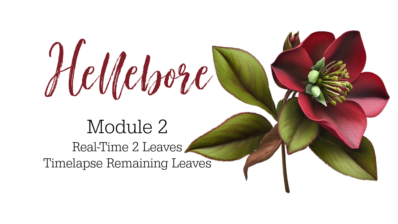 Link to Beginner Hellebore colored pencil drawing Tutorial on Patreon