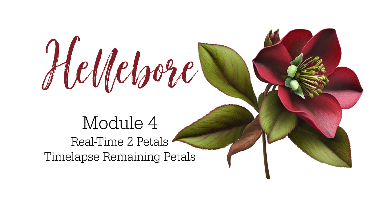 Link to Beginner Hellebore colored pencil drawing Tutorial on Patreon