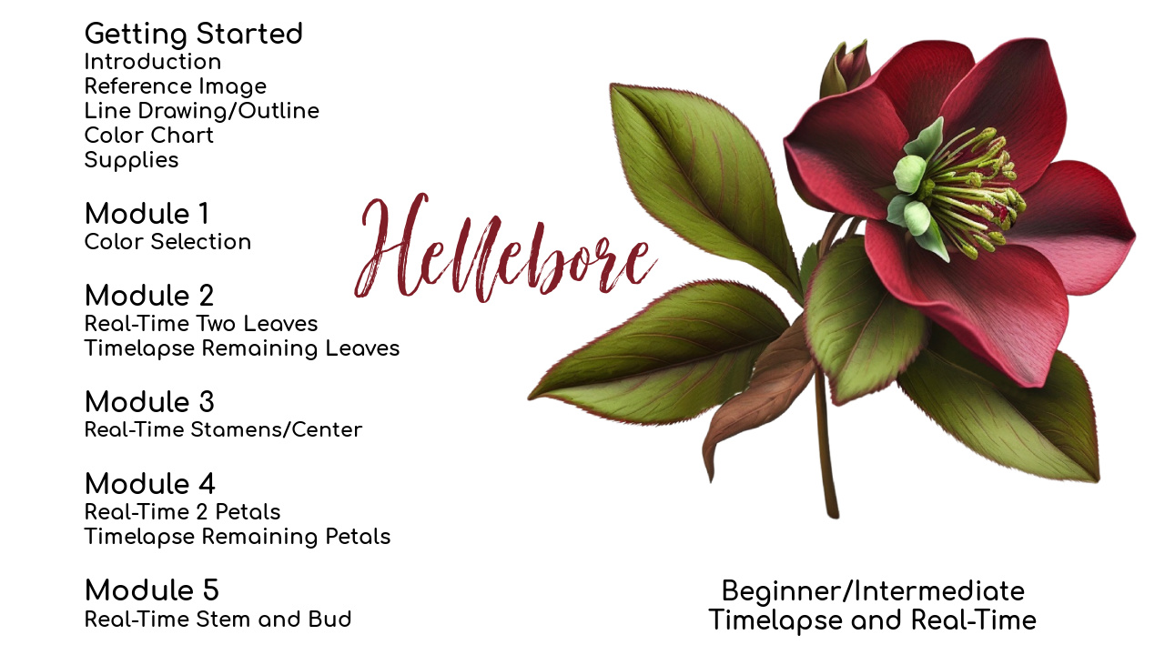 Link to Beginner Hellebore colored pencil drawing Tutorial on Patreon