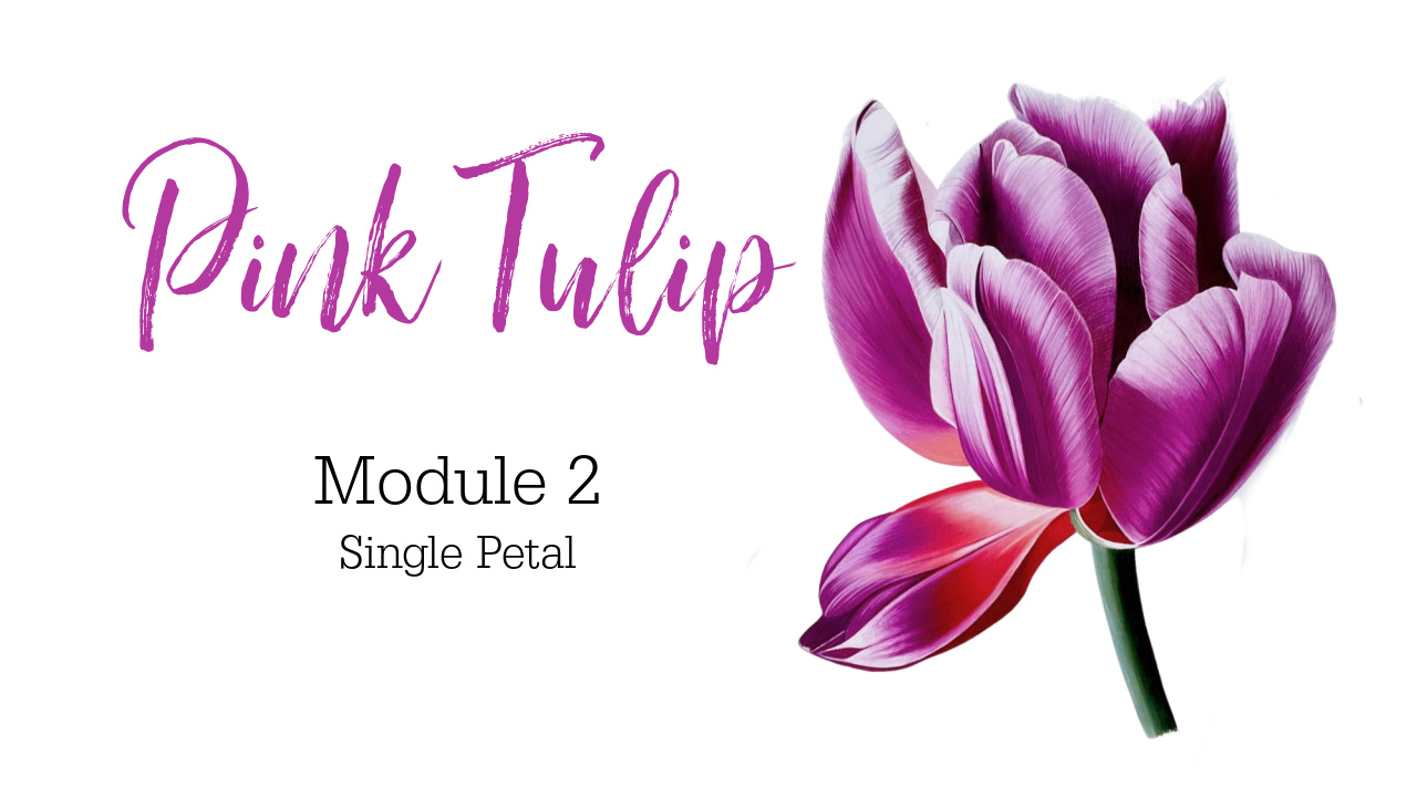 Link to Colored Pencil Drawing Tutorial of a Pink Tulip