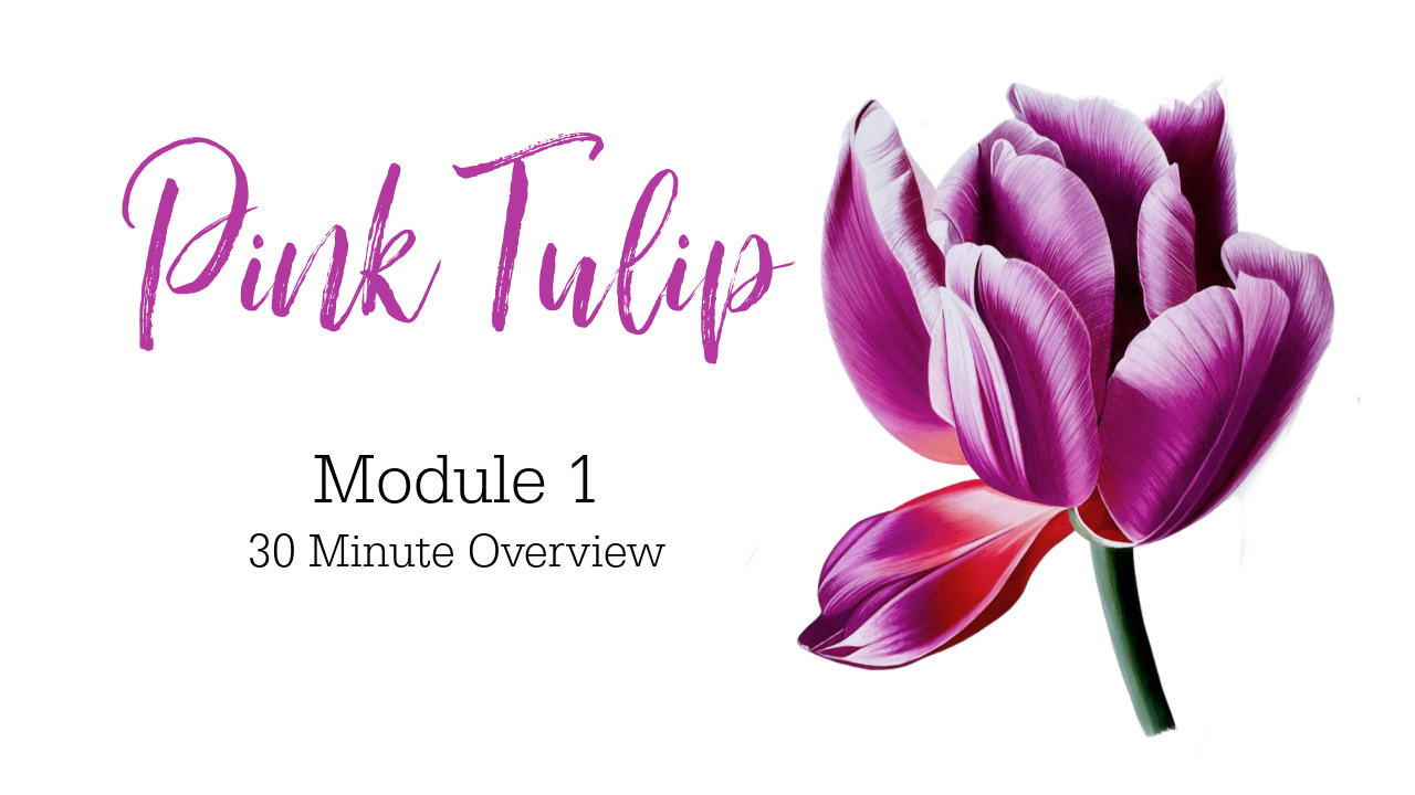 Link to Colored Pencil Drawing Tutorial of a Pink Tulip