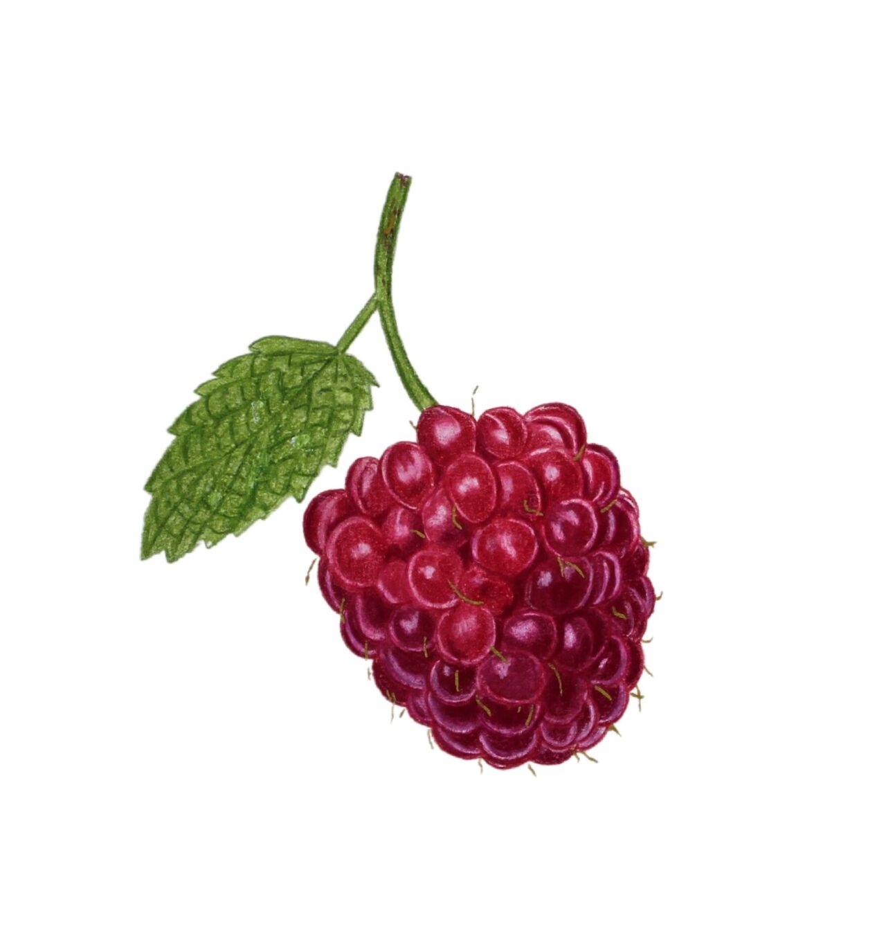 Colored Pencil Drawing Tutorial Beginner Raspberry - Jennifer Morrison Art