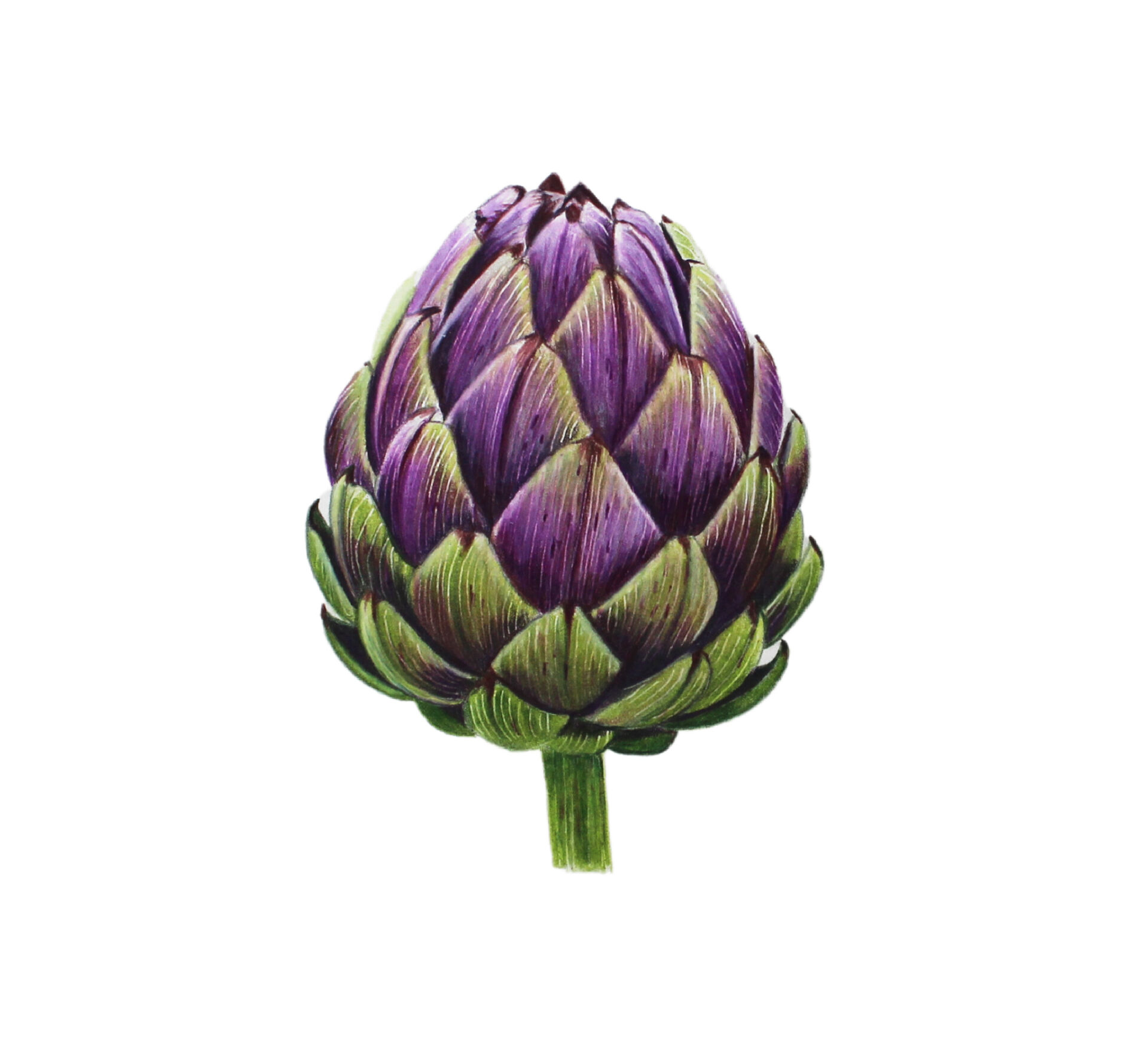 Colored Pencil Drawing of an Artichoke