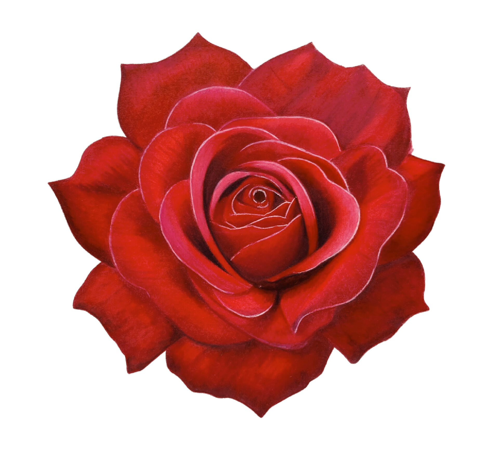 Colored Pencil Drawing of a Bright Red Rose