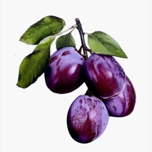 Plums on a Branch Fine Art Print
