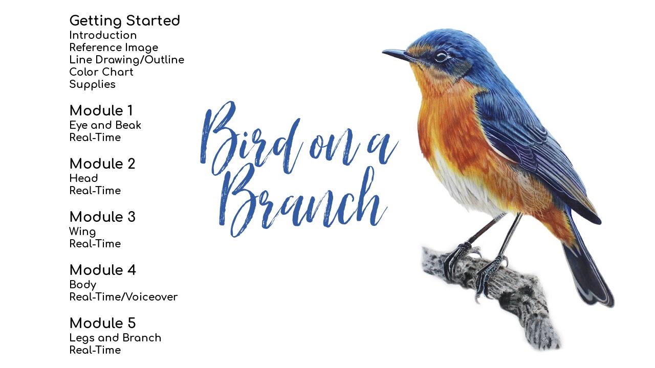 Link to Colored Pencil Drawing Tutorial of a Bird on a Branch