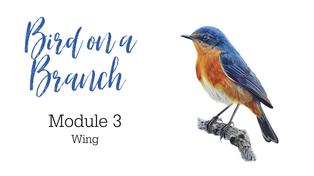 Link to Colored Pencil Drawing Tutorial of a Bird on a Branch