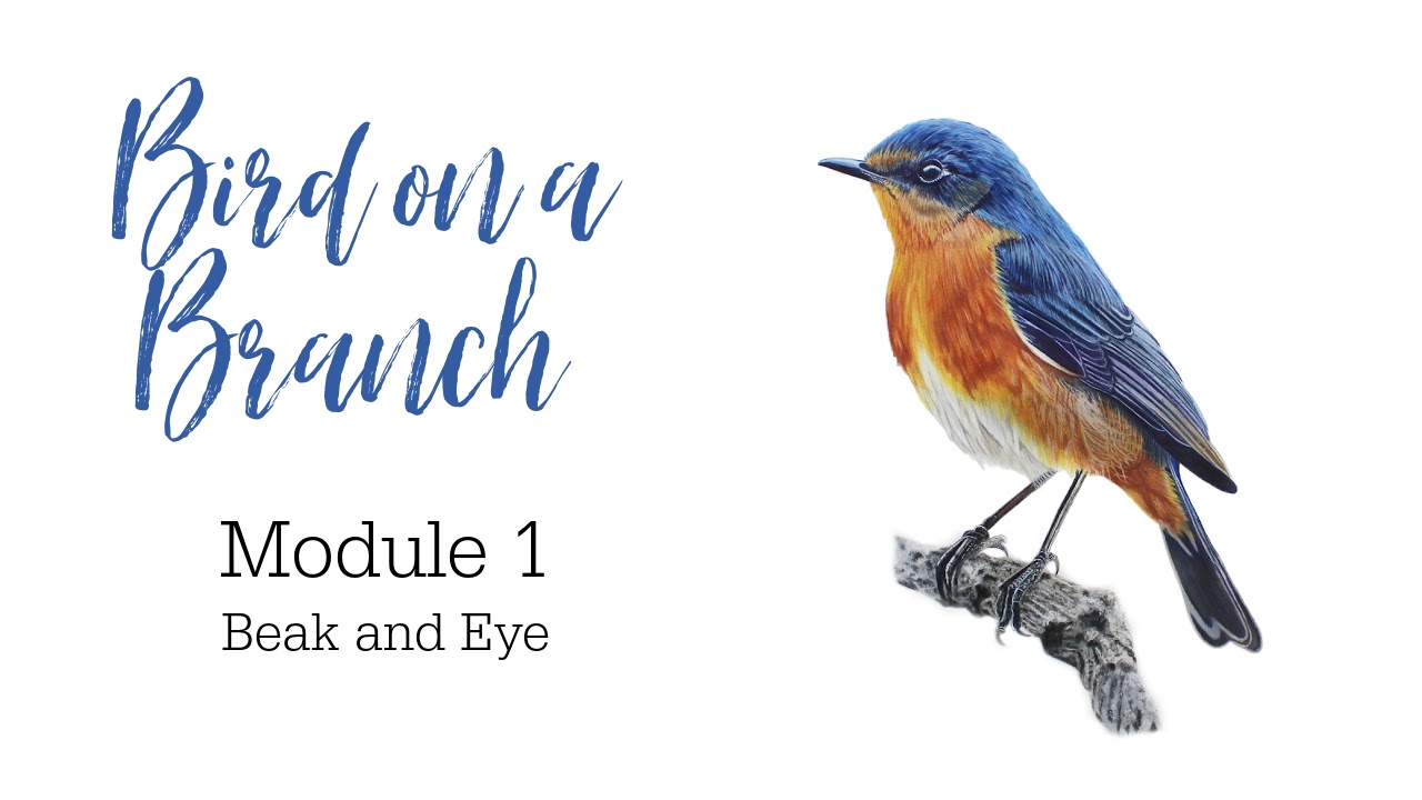 Link to Colored Pencil Drawing Tutorial of a Bird on a Branch