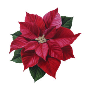 Poinsettia Fine Art Print