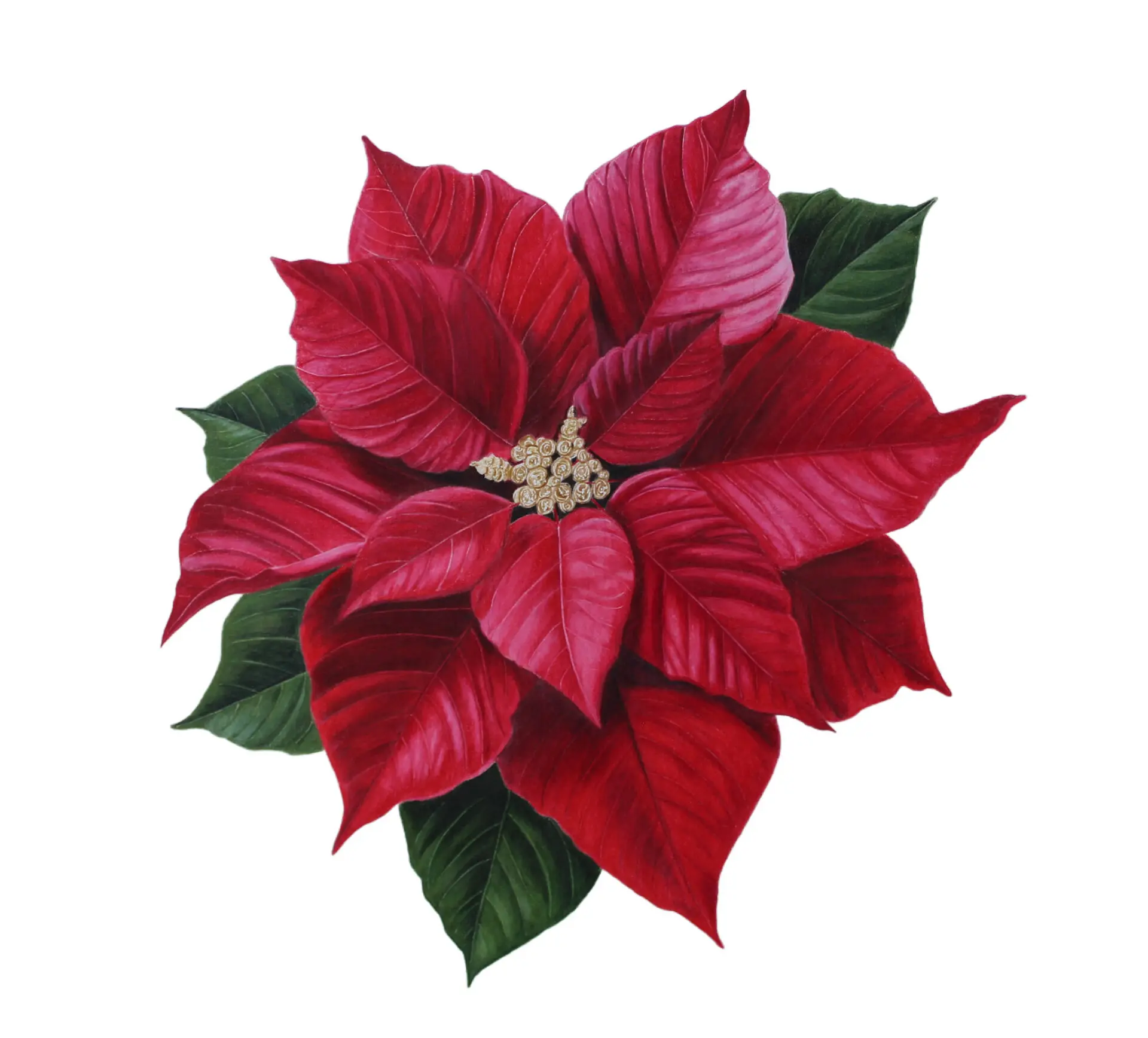Poinsettia Fine Art Print - Jennifer Morrison Art