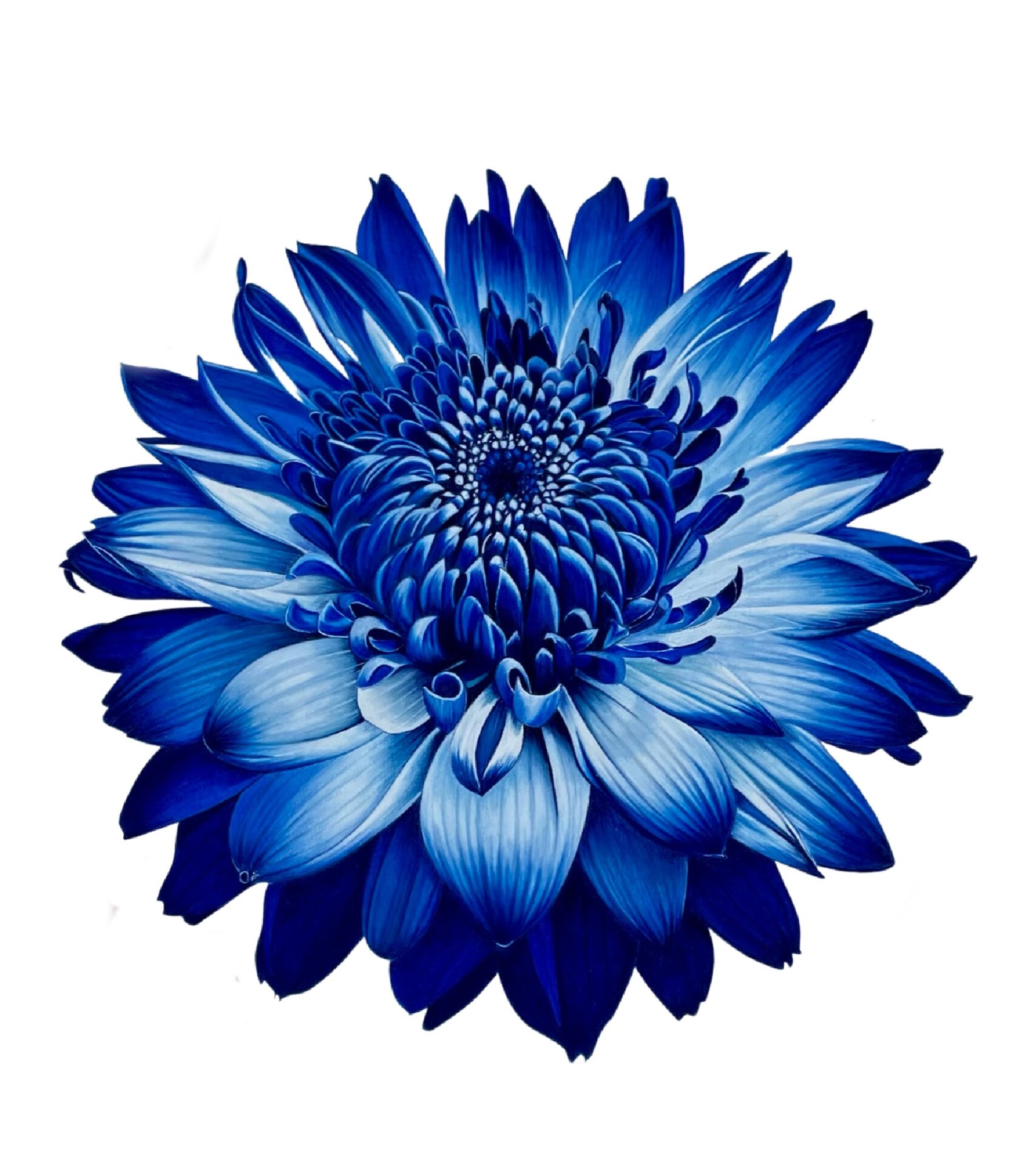 Colored Pencil Drawing Tutorial Blue Dahlia Jennifer Morrison Art