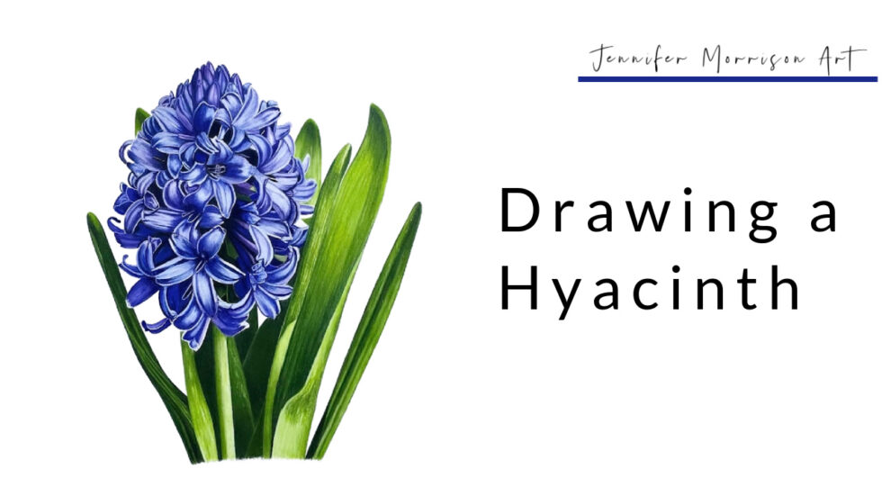 Colored Pencil Drawing Tutorial Hyacinth - Jennifer Morrison Art