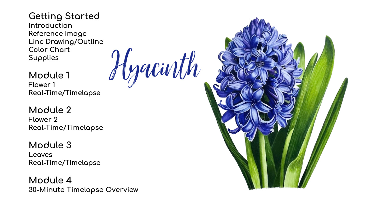 Link to Colored Pencil Drawing Video of a Big Red Dahlia