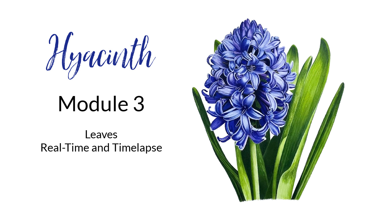 Link to Colored Pencil Drawing Video of a Big Red Dahlia