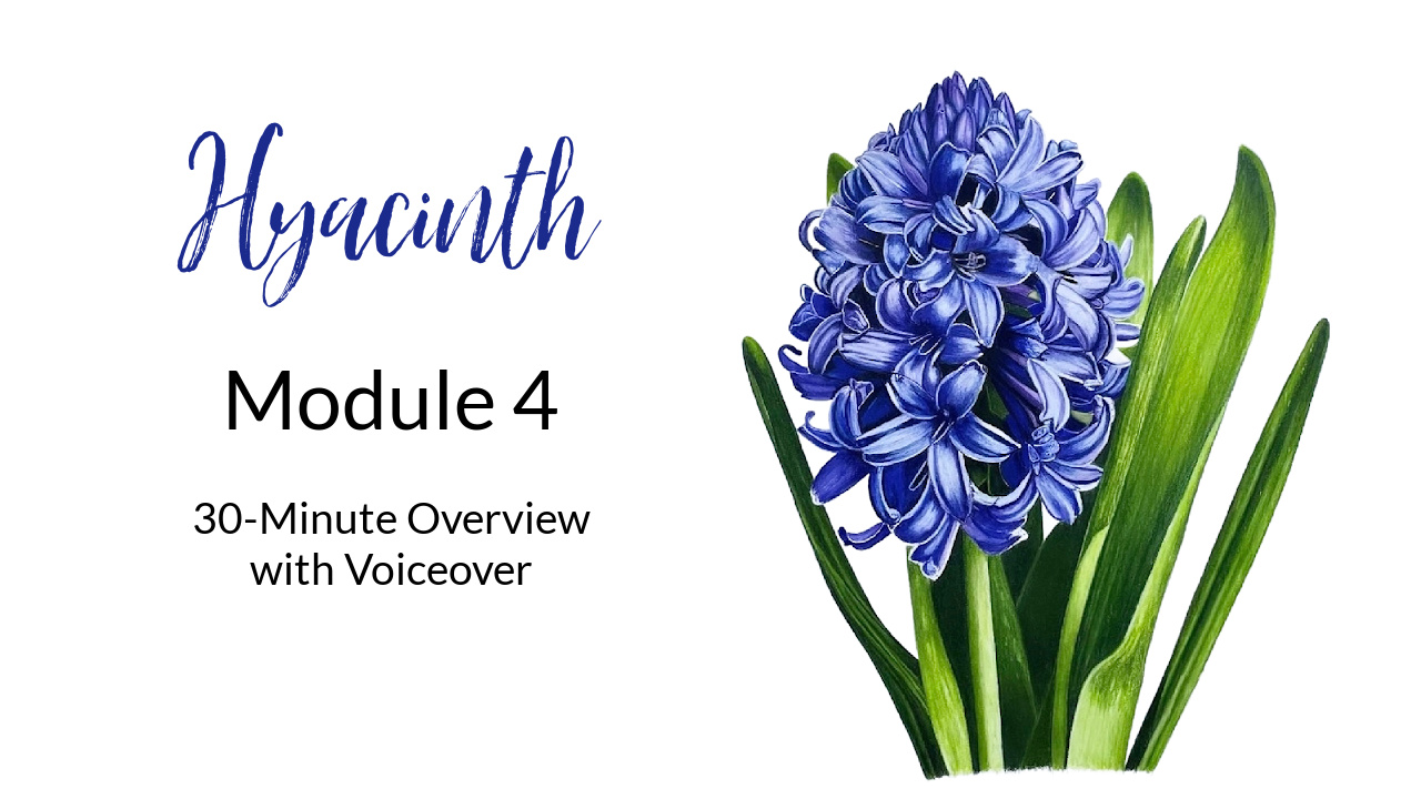 Link to Colored Pencil Drawing Video of a Big Red Dahlia