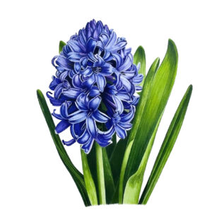 Hyacinth Fine Art Print