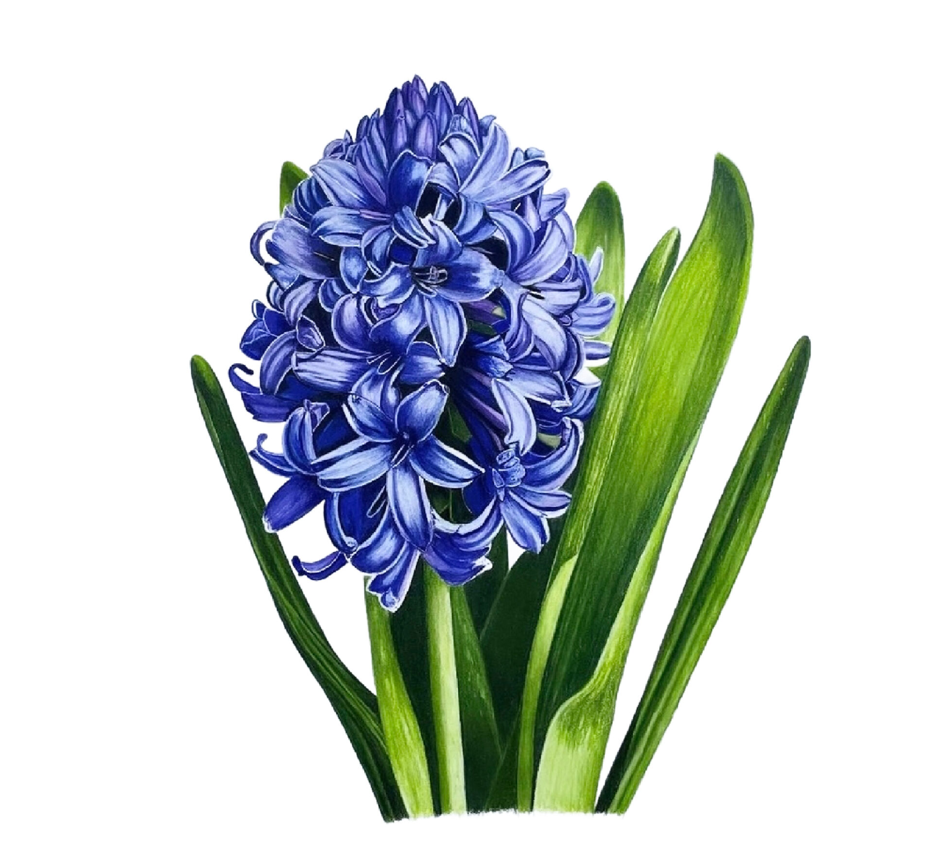 Colored Pencil Drawing of a Red and White Butterfly