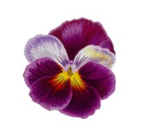 Colored Pencil Drawing of a Red and White Butterfly