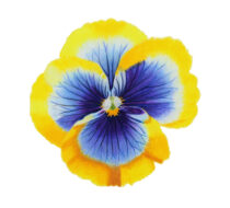 Colored Pencil Drawing of a Red and White Butterfly