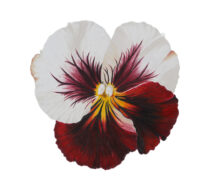 Colored Pencil Drawing of a Red and Gold Butterfly