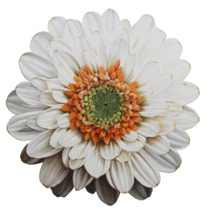 Ivory and Orange Flower Fine Art Print