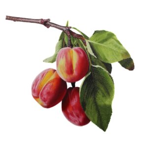 Peaches on a Branch Fine Art Print