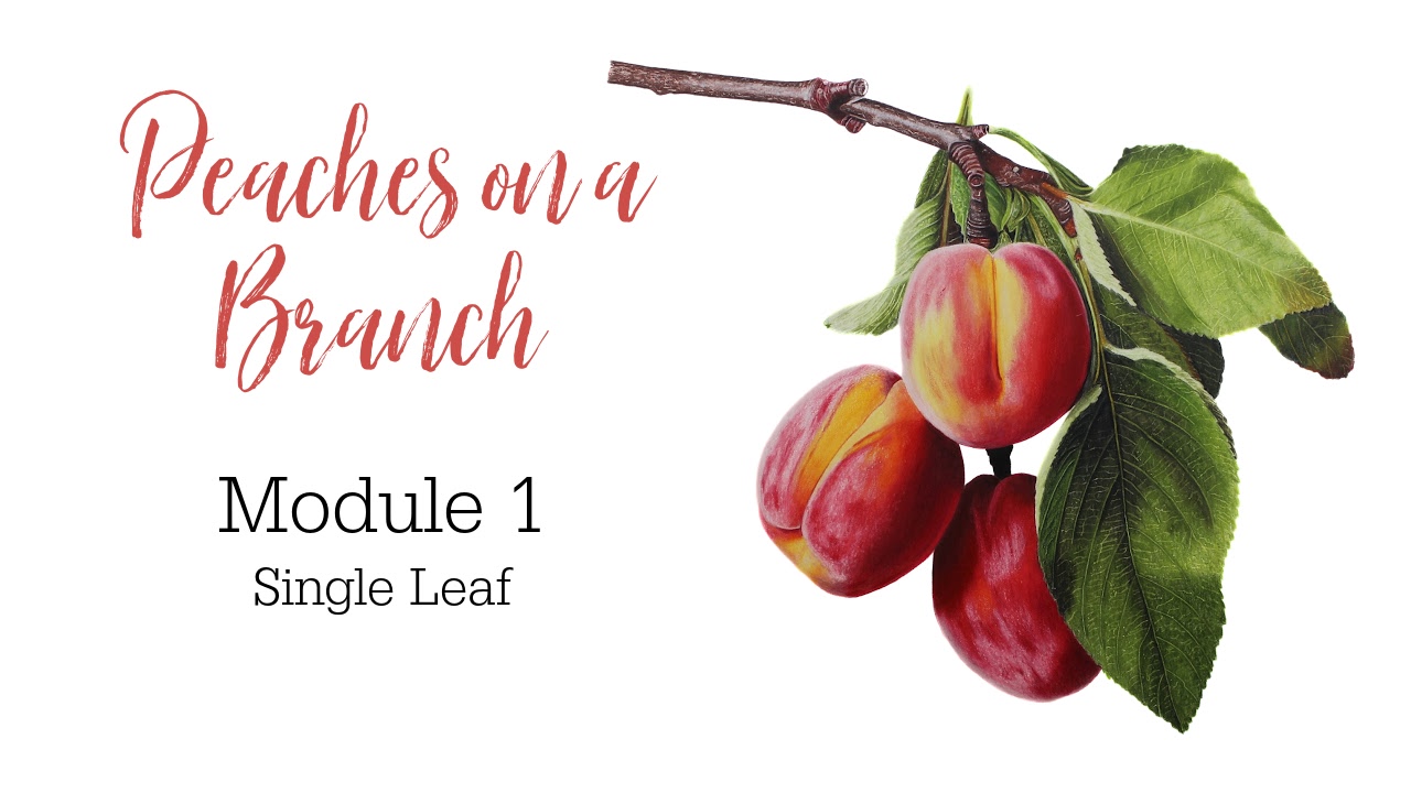 Colored Pencil Drawing Tutorial Red Rose