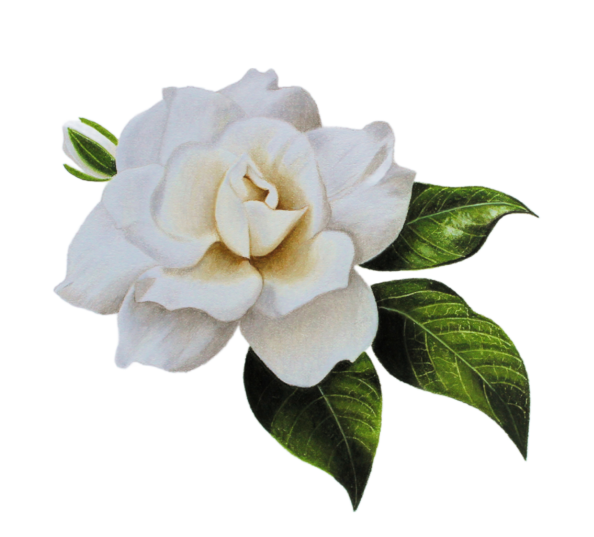 Colored Pencil Drawing of Bluebells