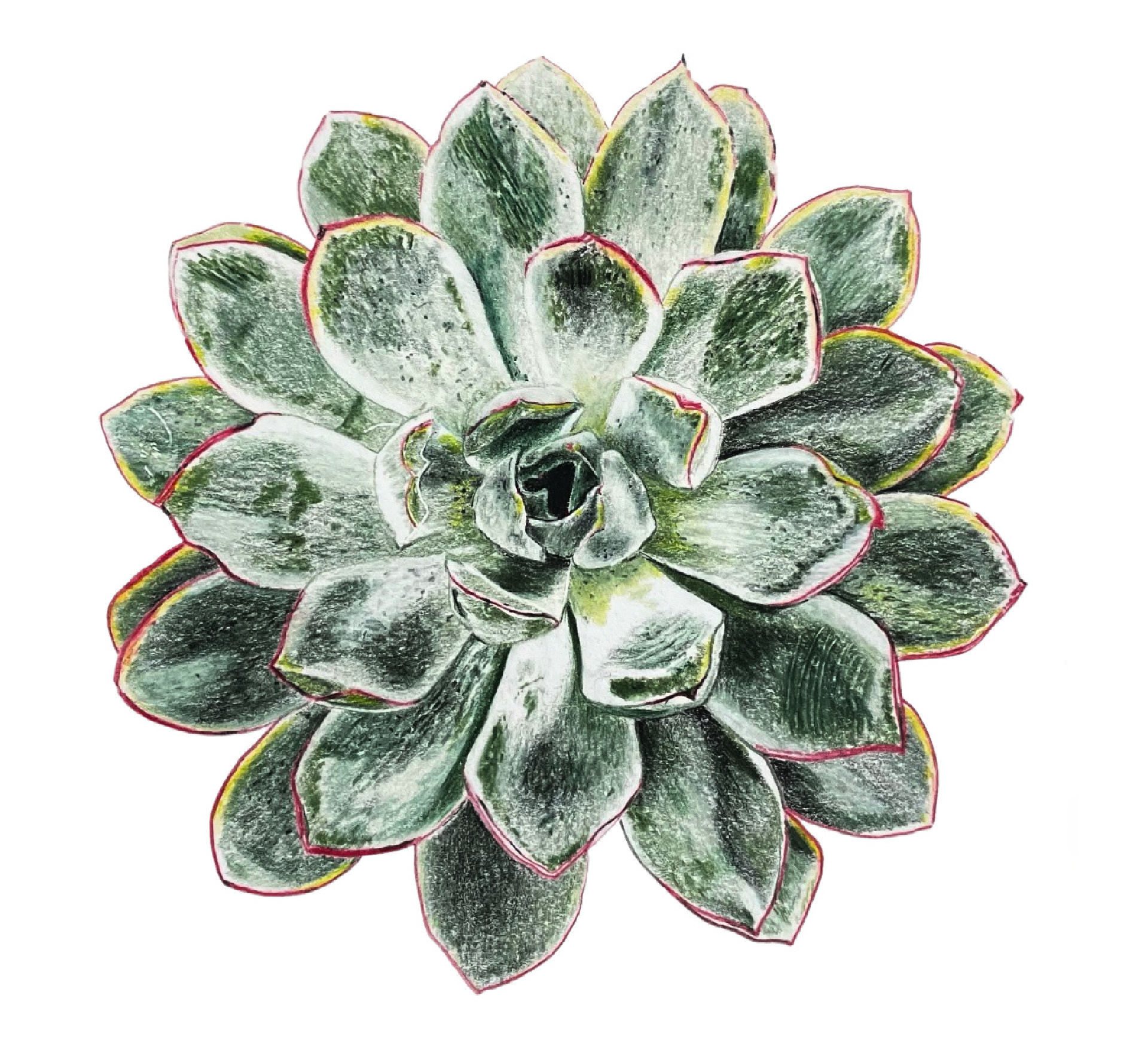 Colored Pencil Drawing of a Green Succulent