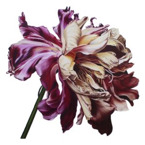 Fading Flower Fine Art Print