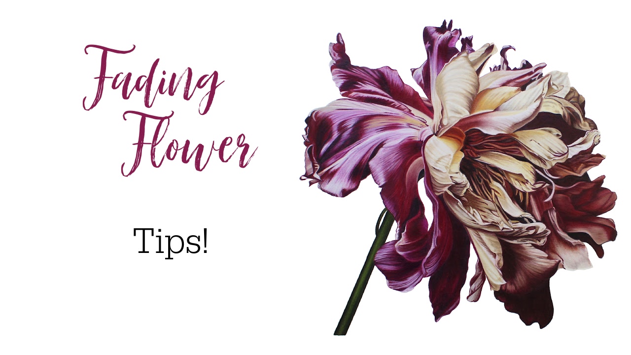 Link to Colored Pencil Drawing Tutorial of Blue Grapes