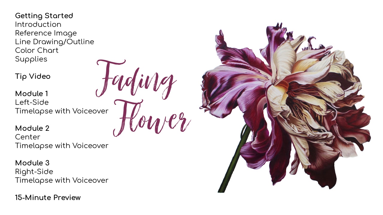 Link to Colored Pencil Drawing Tutorial of a Blue Mum