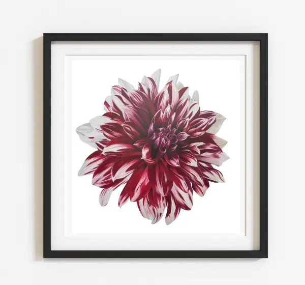 Holiday Dahlia Fine Art Print - Jennifer Morrison Art