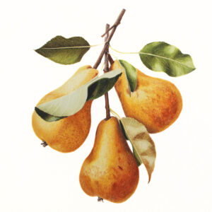 Pears on a Branch Fine Art Print