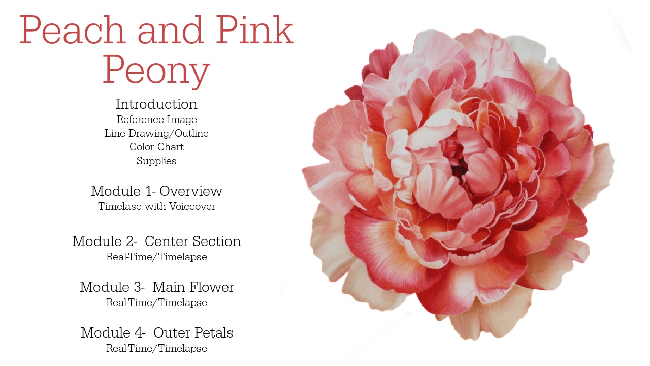 Link to Colored Pencil Drawing Tutorial of a Blue Mum