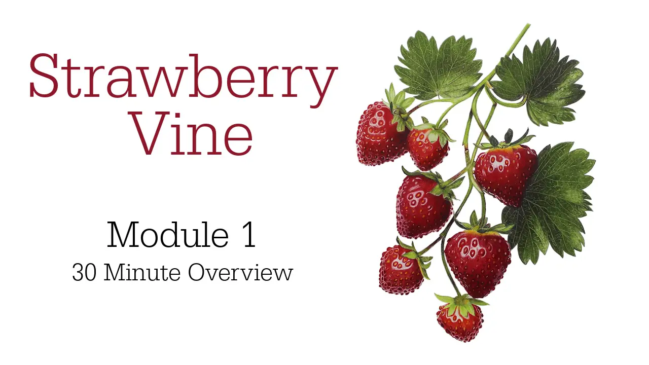 【】Strawberry & Vine 新品　5枚　箱　説明書有 Colored Pencil Drawing Tutorial Strawberry Vine - Jennifer