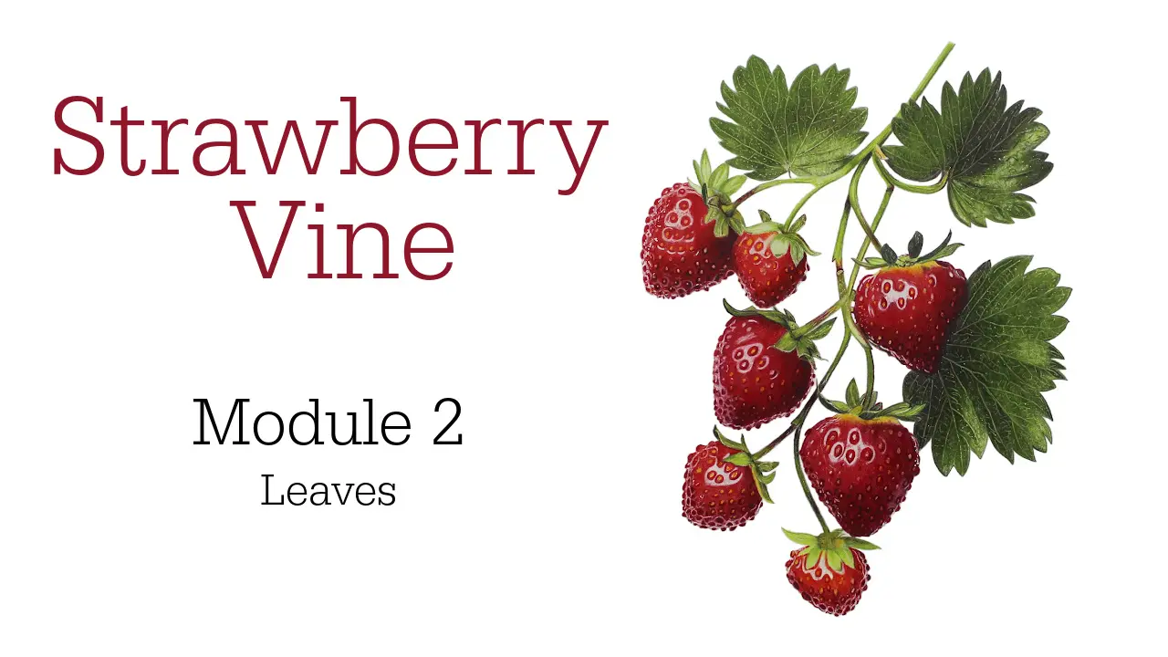 Colored Pencil Drawing Tutorial Strawberry Vine - Jennifer