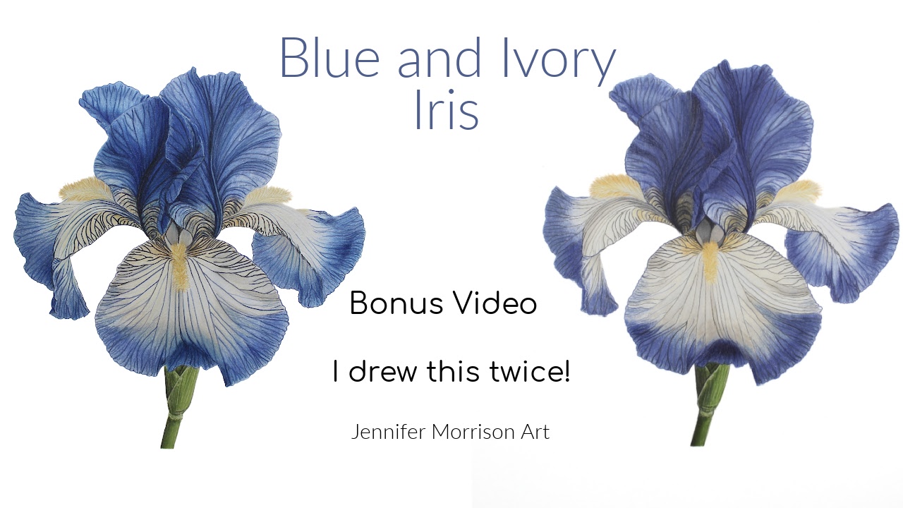 Link to Colored Pencil Drawing Video of a Blue Mum