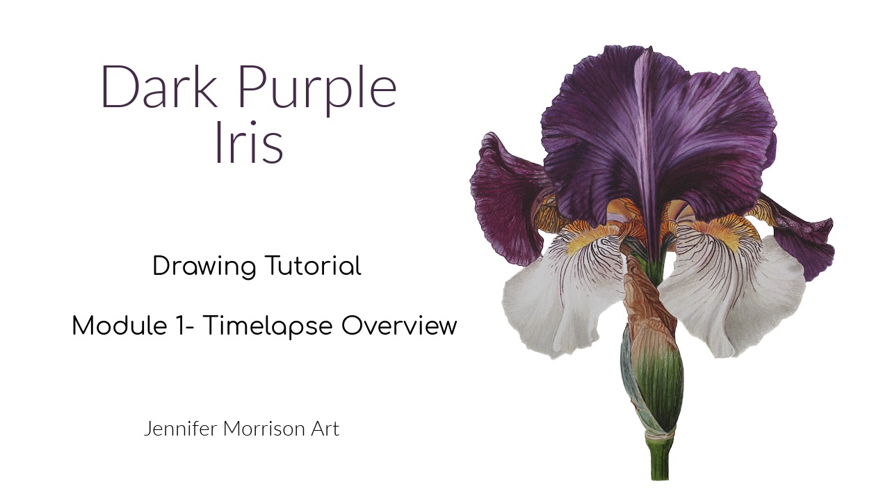 Link to Colored Pencil Drawing Tutorial of Blue Grapes