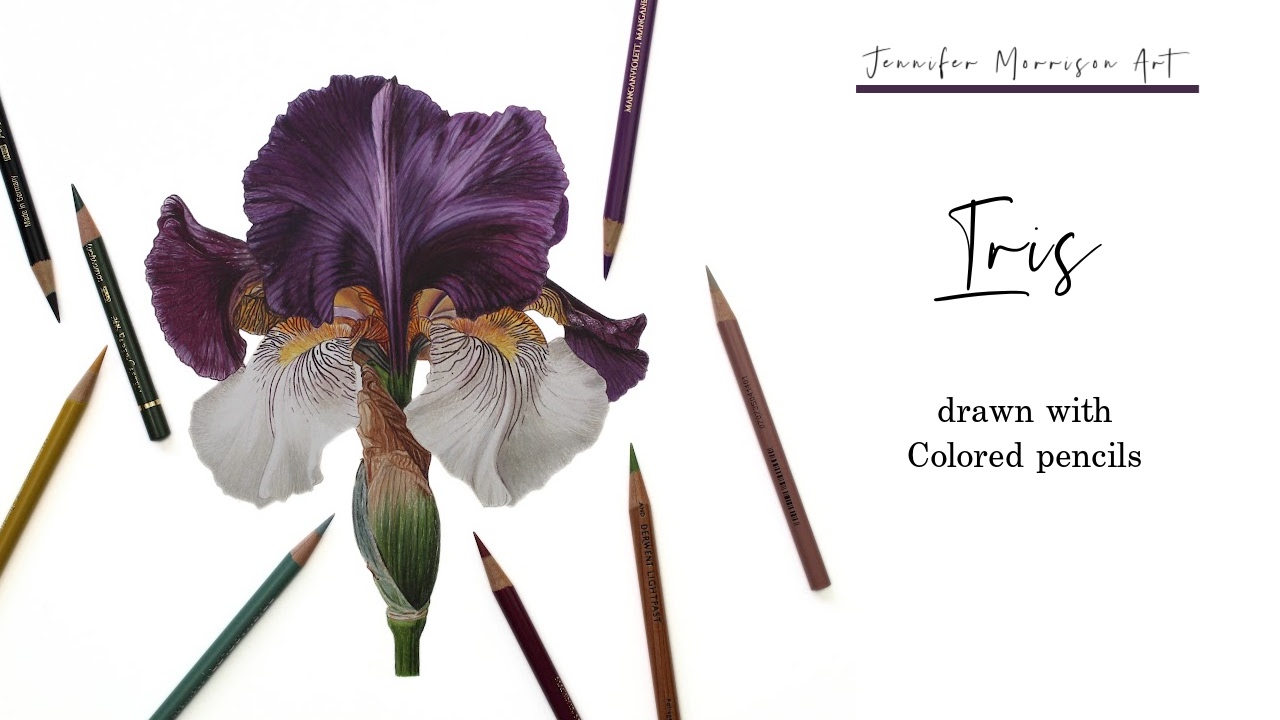 Link to Colored Pencil Drawing Video of a Blue Mum