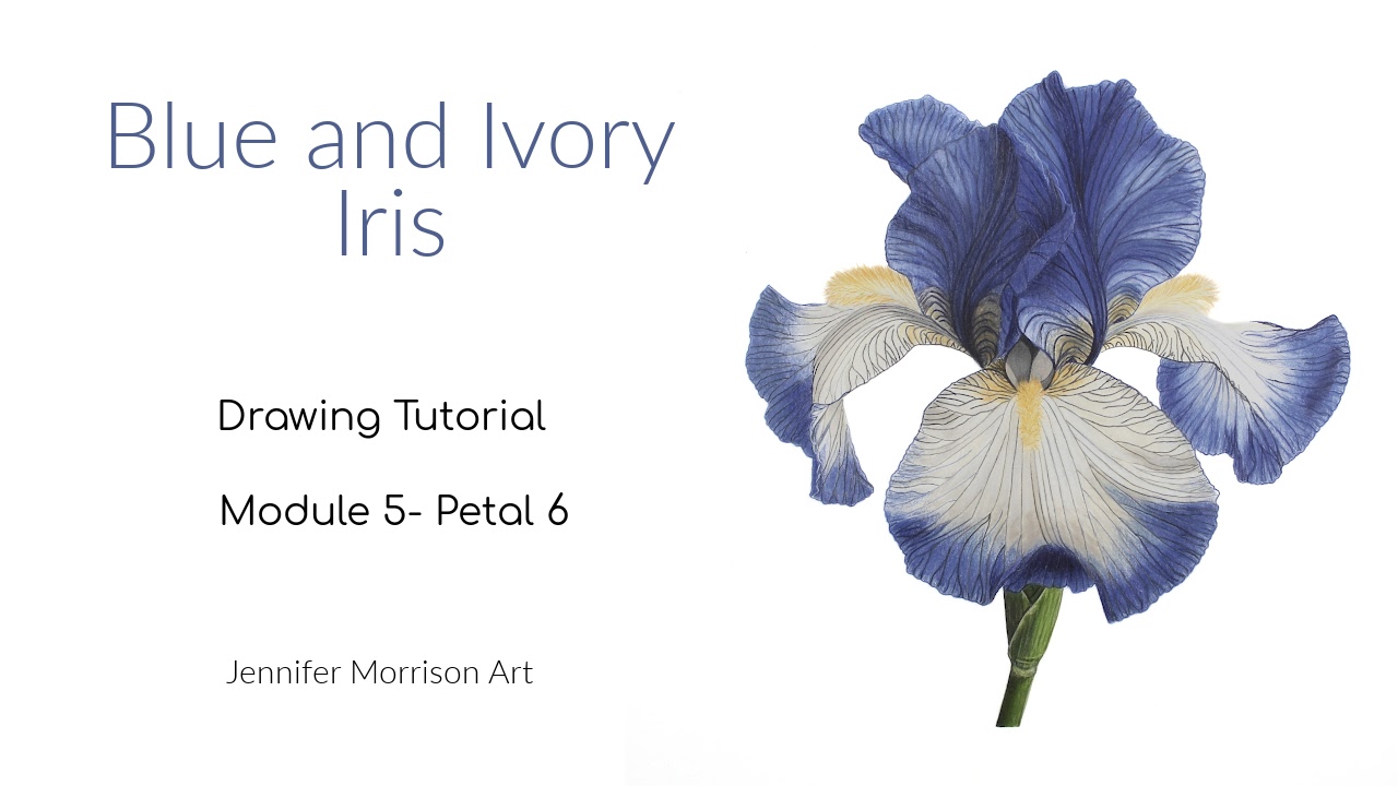 Link to Colored Pencil Drawing Tutorial of Blue Grapes