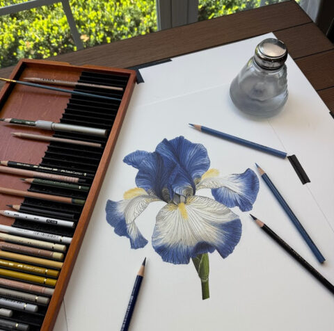 Colored Pencil Drawing Tutorial Blue and Ivory Iris - Jennifer Morrison Art