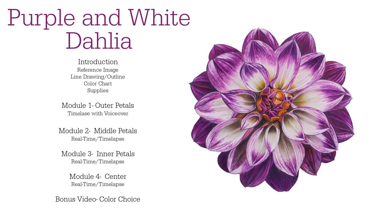 Link to Colored Pencil Drawing Tutorial of a Blue Mum