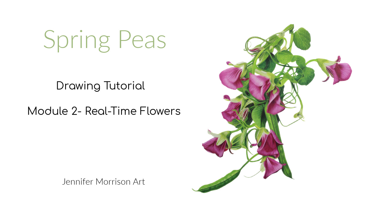 Link to Colored Pencil Drawing Tutorial of Blue Grapes