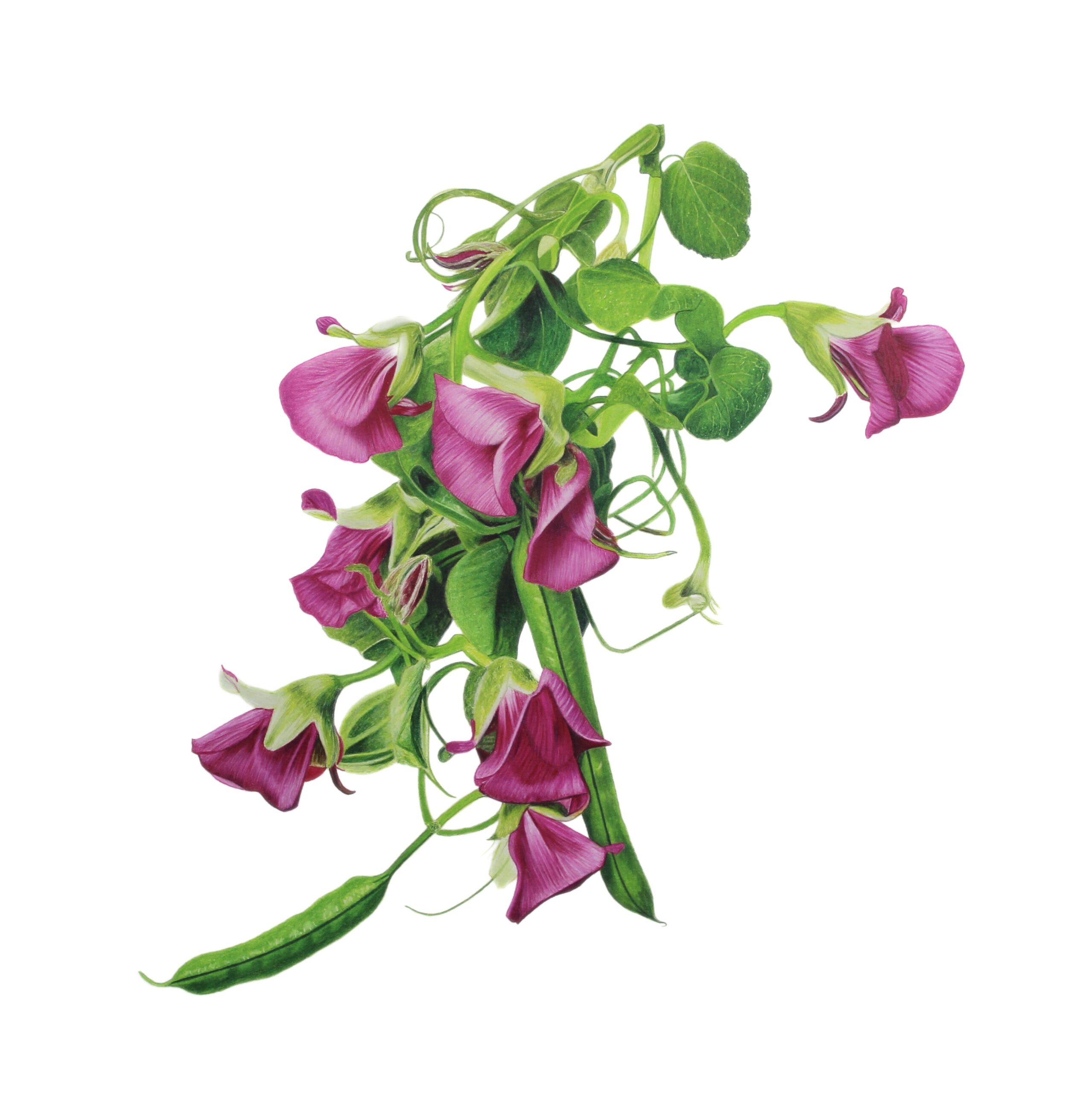 Colored Pencil Drawing of Realistic Blueberries